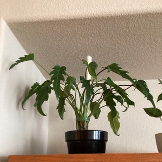 Philodendron Xanadu plant in Sparks, Nevada