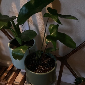 Philodendron Pedatum plant in Sparks, Nevada