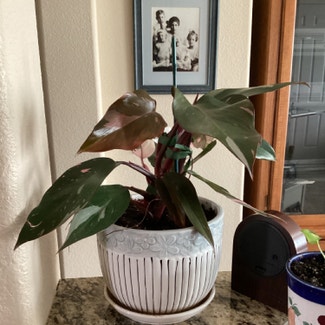 Pink Princess Philodendron plant in Sparks, Nevada