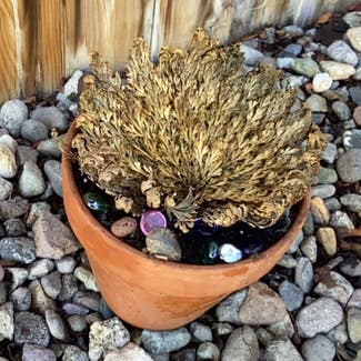 Rose of Jericho plant in Sparks, Nevada