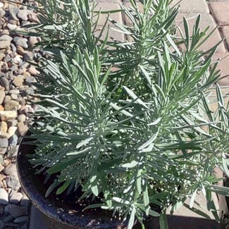English Lavender plant in Sparks, Nevada