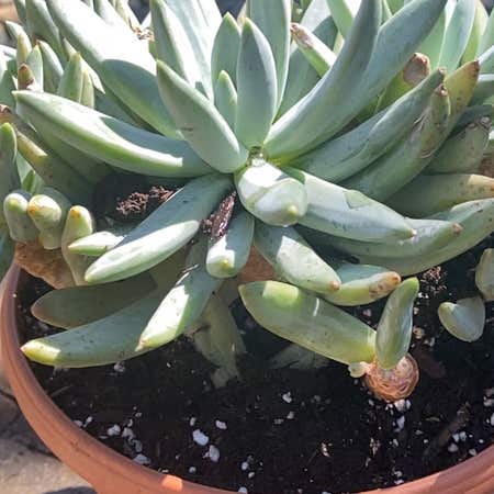Photo of the plant species Bright Green Dudleya by @SuperblyLilac named Vernon on Greg, the plant care app