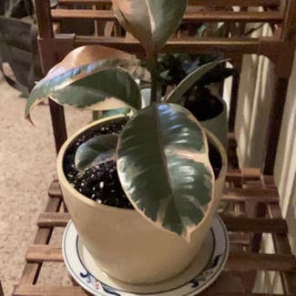 Variegated Rubber Tree plant in Sparks, Nevada