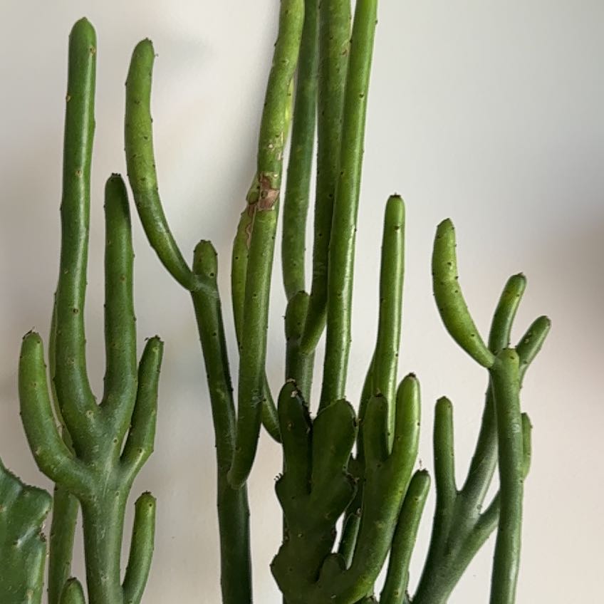 Photo of the plant species Cat Tails Euphorbia by @VuhVuhdanessa named Flow on Greg, the plant care app