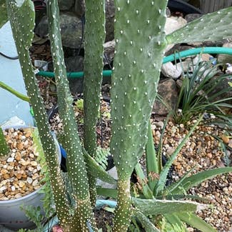 Drooping Prickly Pear plant in West Palm Beach, Florida