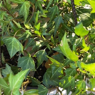 English Ivy plant in West Palm Beach, Florida