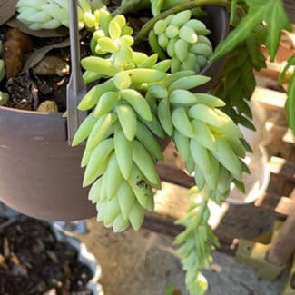 Burro's Tail plant in West Palm Beach, Florida