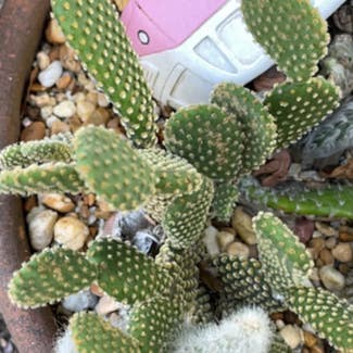 Bunny Ears Cactus plant in West Palm Beach, Florida