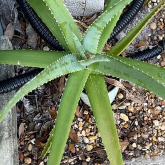 Aloe Vera plant in West Palm Beach, Florida