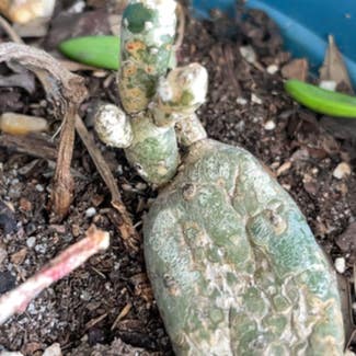 Lithops plant in West Palm Beach, Florida