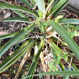 Pineapple plant in West Palm Beach, Florida