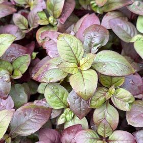 Photo of the plant species Brazilian Joyweed by @AgileLemon named Zeus on Greg, the plant care app
