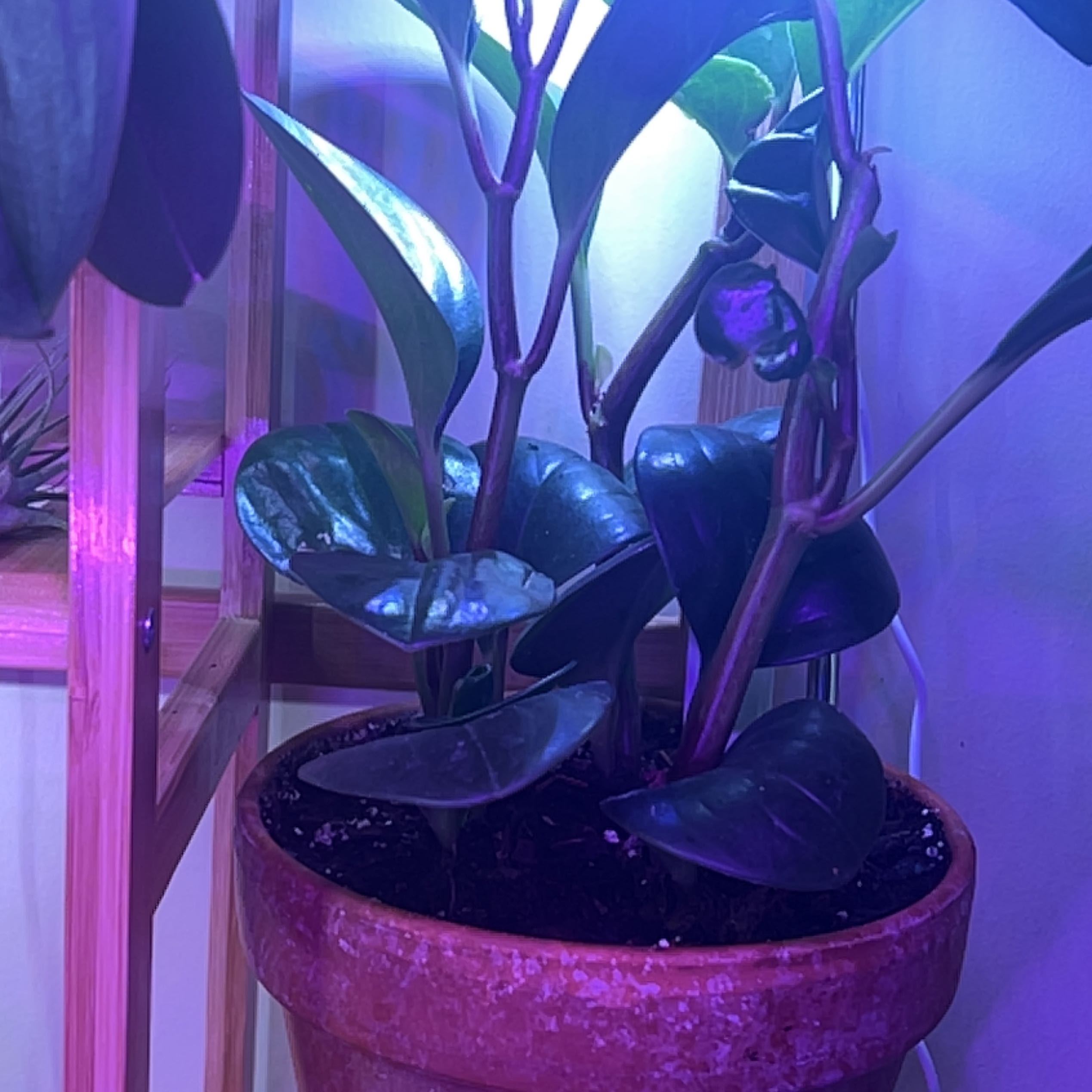 Peperomia Thailand plant in a pot with dark green leaves, well-framed and healthy.