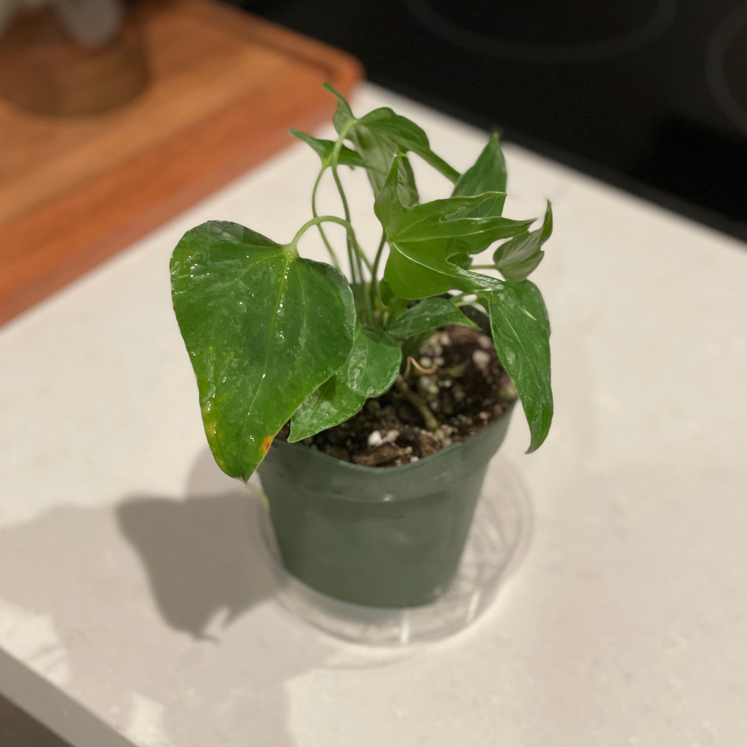 Potted Anthurium Fingers plant on a countertop with visible soil and slight leaf yellowing.