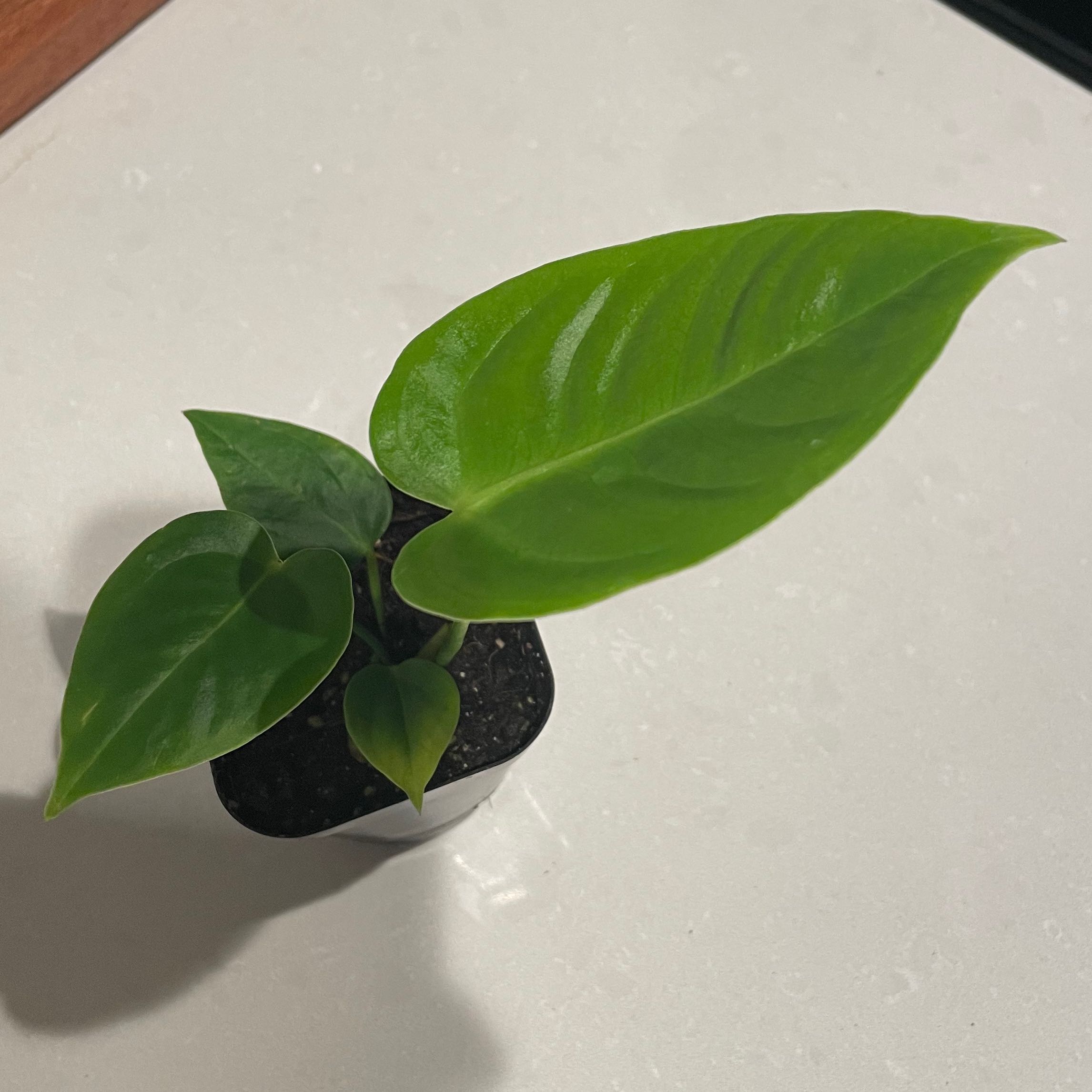 Healthy Anthurium veitchii plant with green leaves in a small pot.