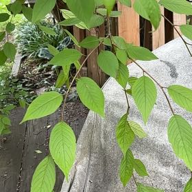 Photo of the plant species Scarlet Bush by Dustin named Zeus on Greg, the plant care app