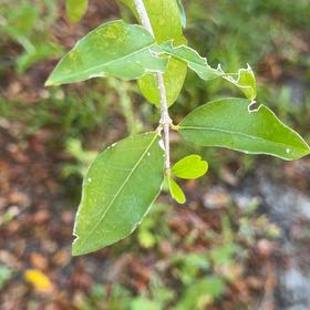 Photo of the plant species Barbados Cherry by @SportyKingfern named Kendall on Greg, the plant care app