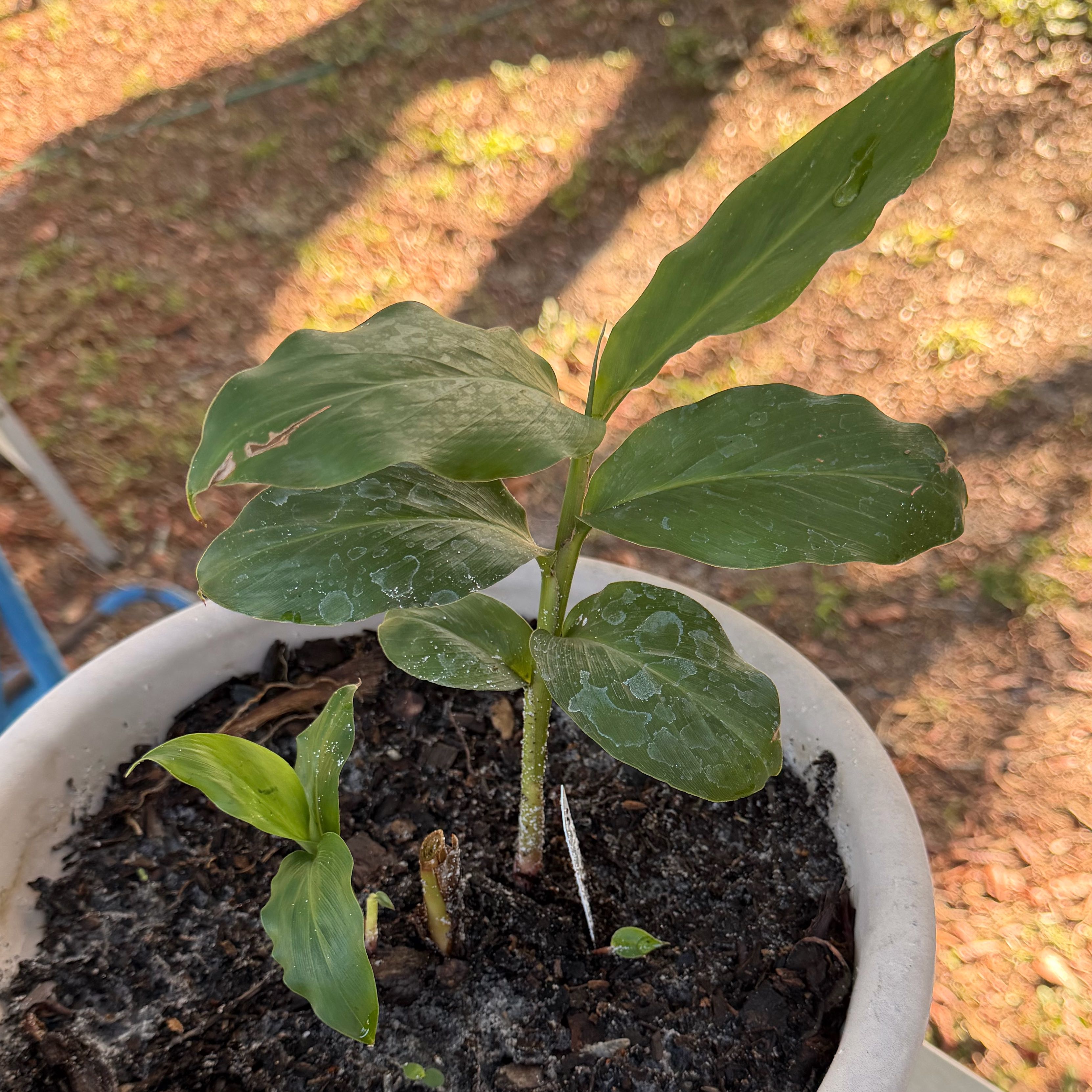 Photo of the plant species Cardamom by @SportyKingfern named Leaf Erickson on Greg, the plant care app