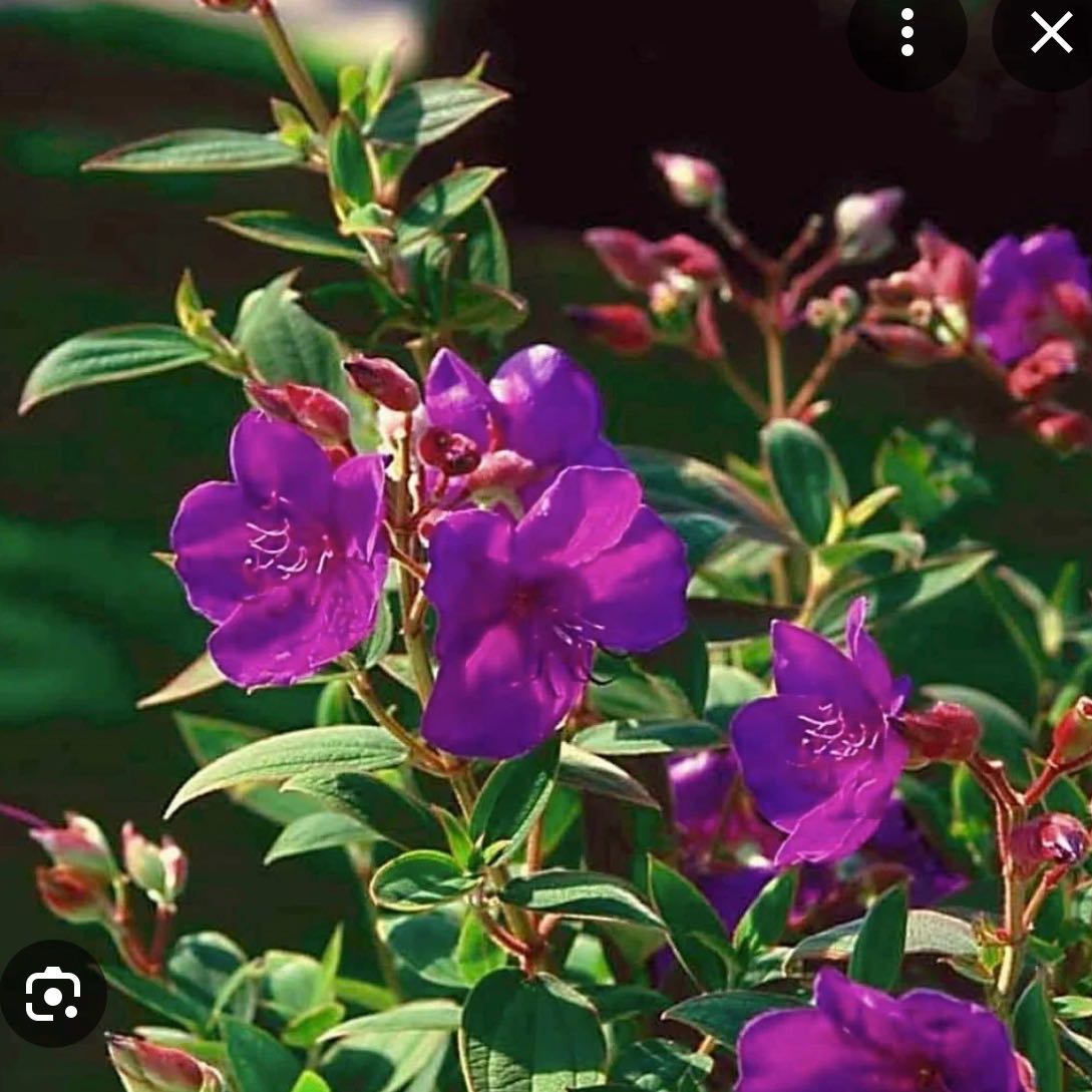 Photo of the plant species Dwarf Princess Flower by @SportyKingfern named Shakira on Greg, the plant care app
