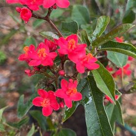 Photo of the plant species Spicy Jatropha by @SportyKingfern named Willow on Greg, the plant care app