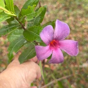 Photo of the plant species Diamantina Amethyst Violet Mandevilla by @SportyKingfern named Einstein on Greg, the plant care app