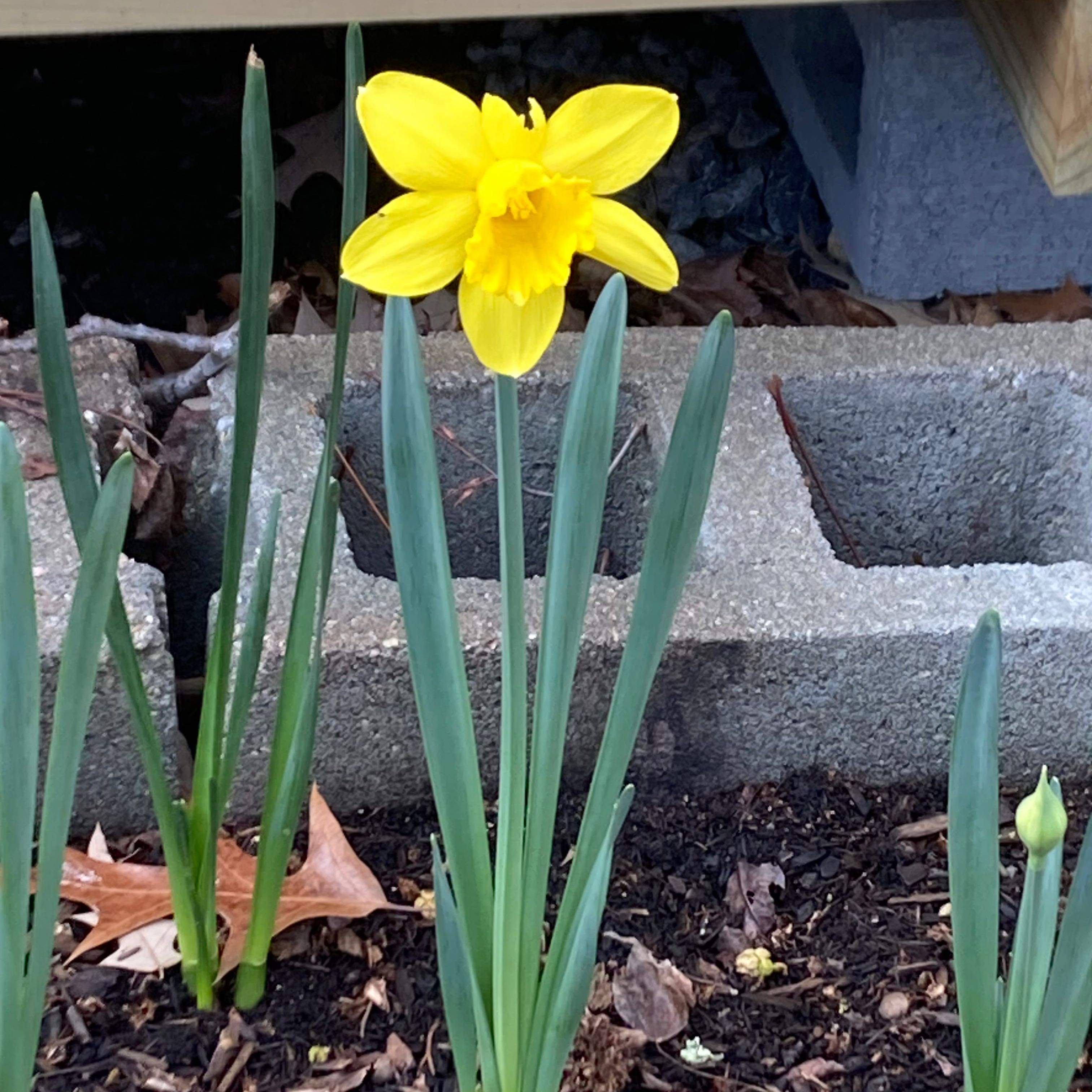 Daffodil