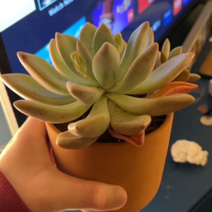 Photo of the plant species Echeveria 'Opalina' by @BabyBaytree named Einstein on Greg, the plant care app