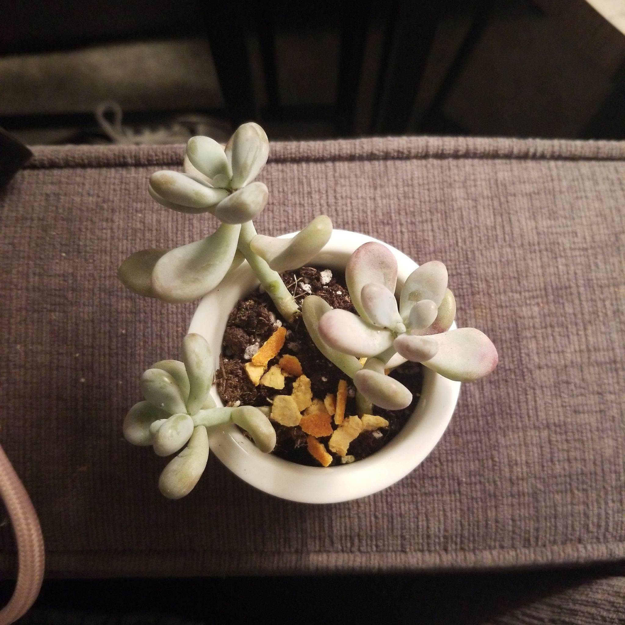 A healthy Pink Moonstones succulent in a white pot with visible soil and yellow fragments.