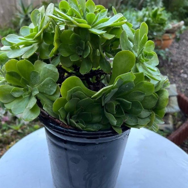 Photo of the plant species Aeonium 'Ballerina' by @SisterVaccaria named Swan on Greg, the plant care app