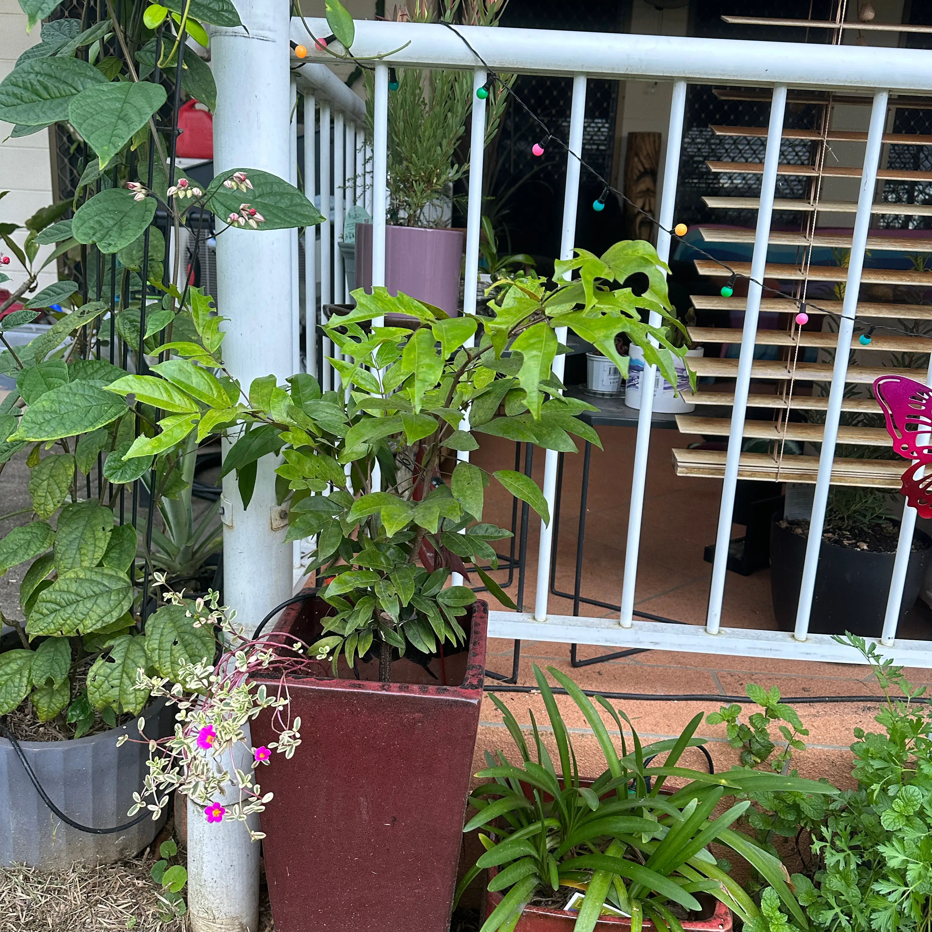 Photo of the plant species Riberry by @SupernalOnion named Bodhi on Greg, the plant care app