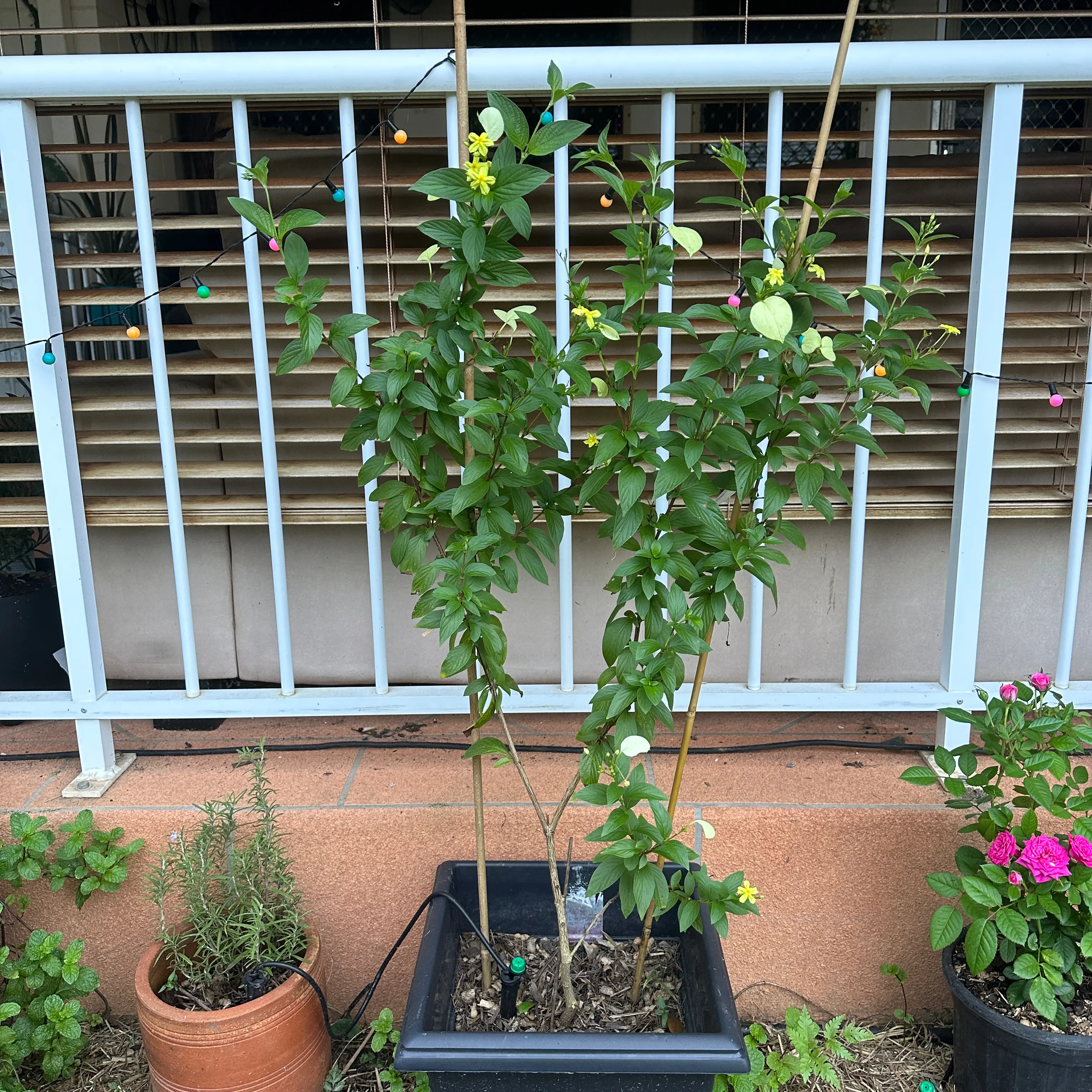 Photo of the plant species Lutea by @SupernalOnion named Lute on Greg, the plant care app