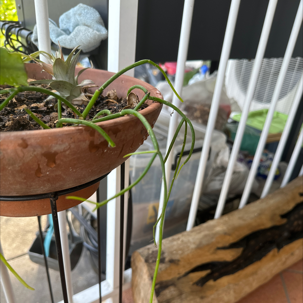 Photo of the plant species Scalloped mistletoe cactus by @SupernalOnion named Marilyn on Greg, the plant care app