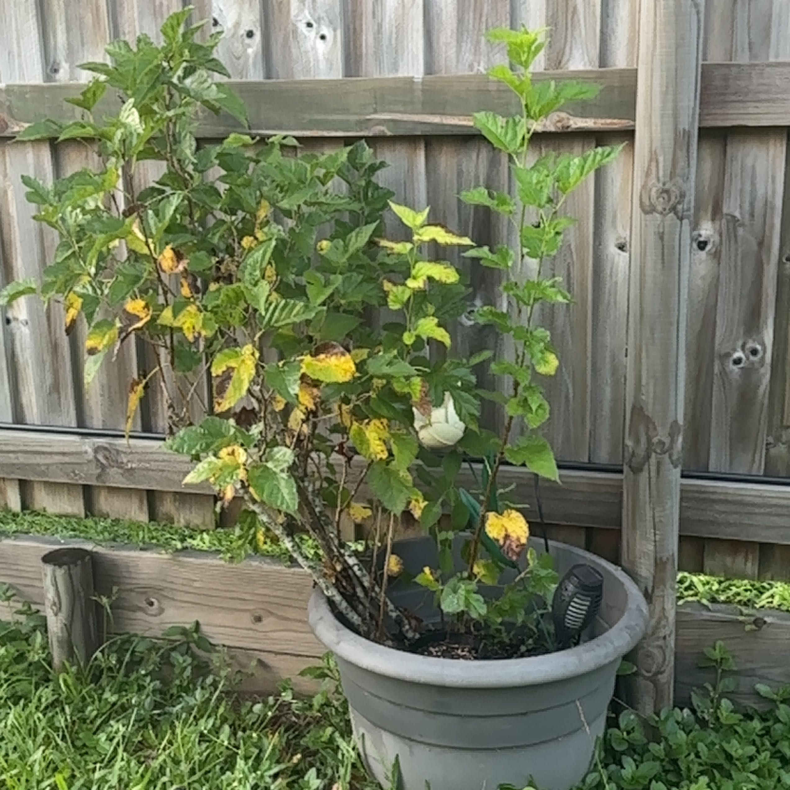 Photo of the plant species Red Mulberry by @SupernalOnion named Gregarious on Greg, the plant care app