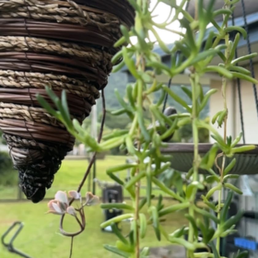 Photo of the plant species Purple Dewplant by @SupernalOnion named Planty on Greg, the plant care app