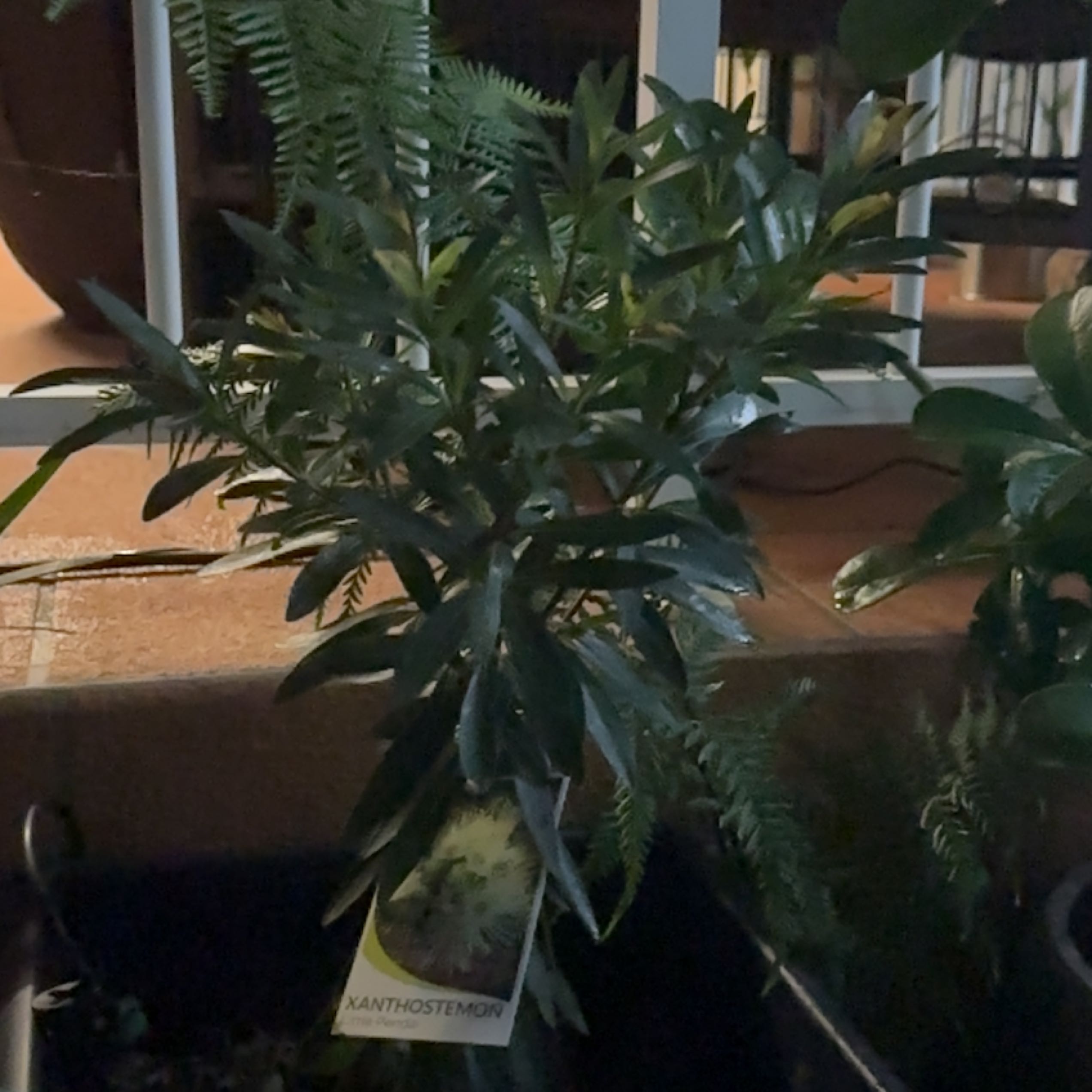 Photo of the plant species Little Panda by @SupernalOnion named Sahara on Greg, the plant care app