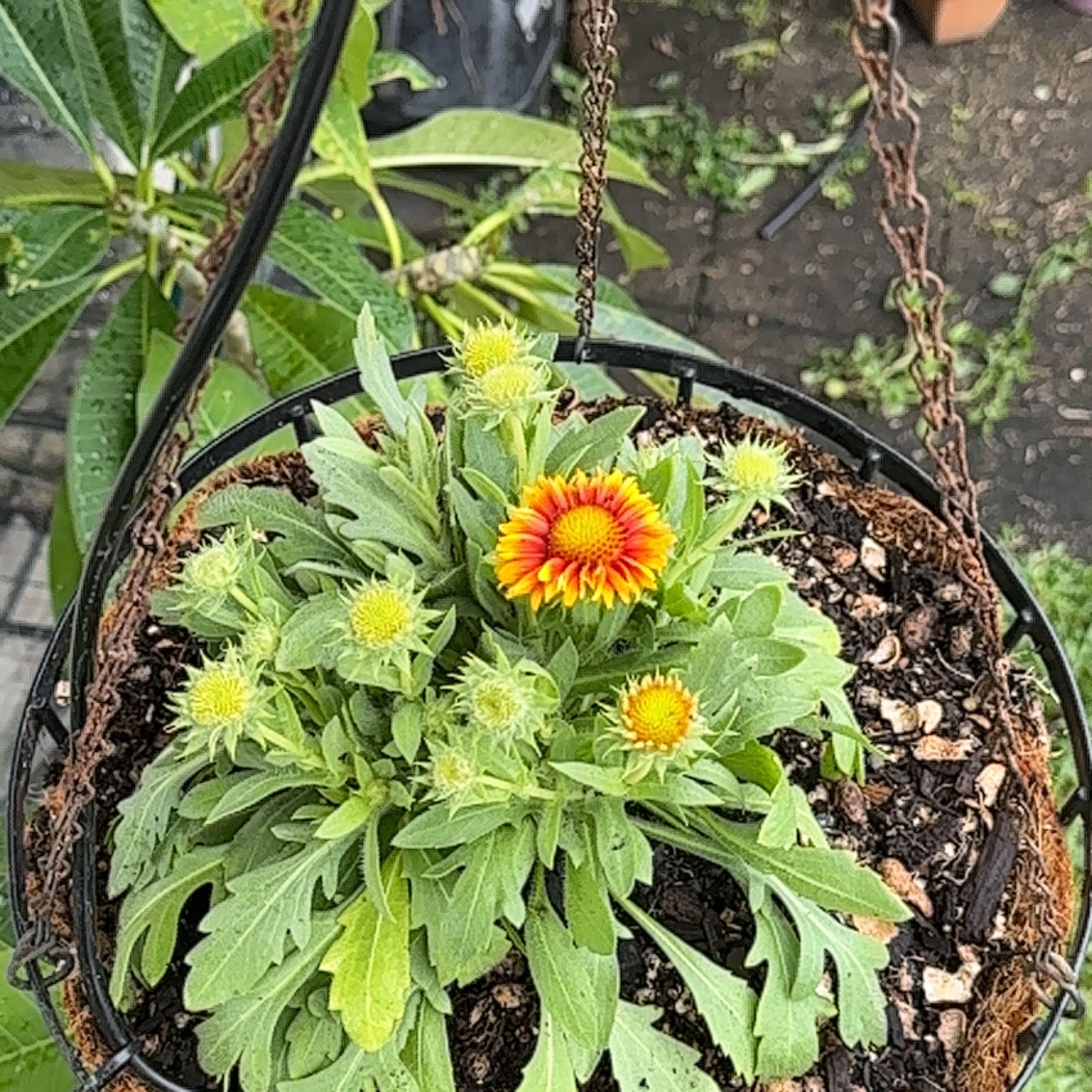 Potted Indian Blanket plant with vibrant flowers, healthy foliage, and visible soil.