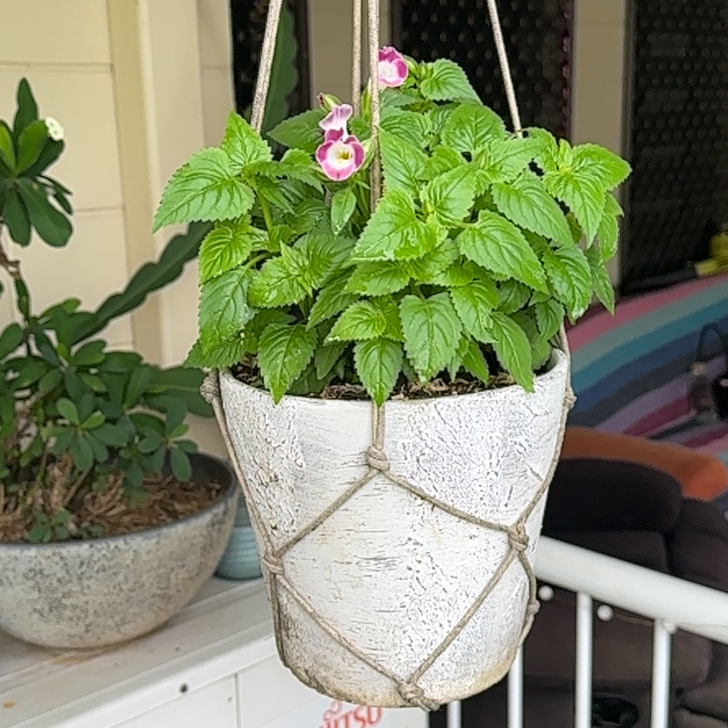 Photo of the plant species Torenia by @SupernalOnion named Bella on Greg, the plant care app