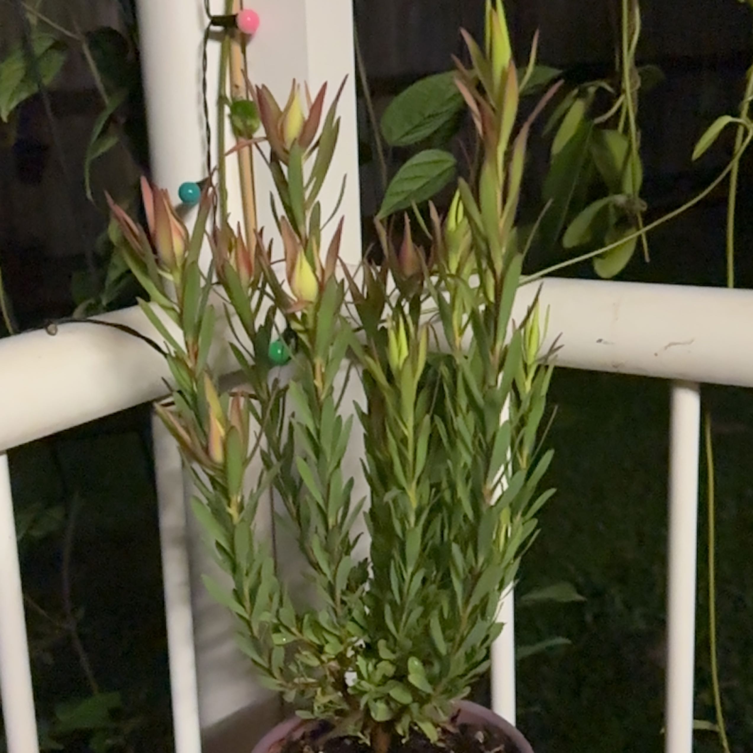Photo of the plant species Leucadendron 'Pom Pom' by @SupernalOnion named Amy on Greg, the plant care app