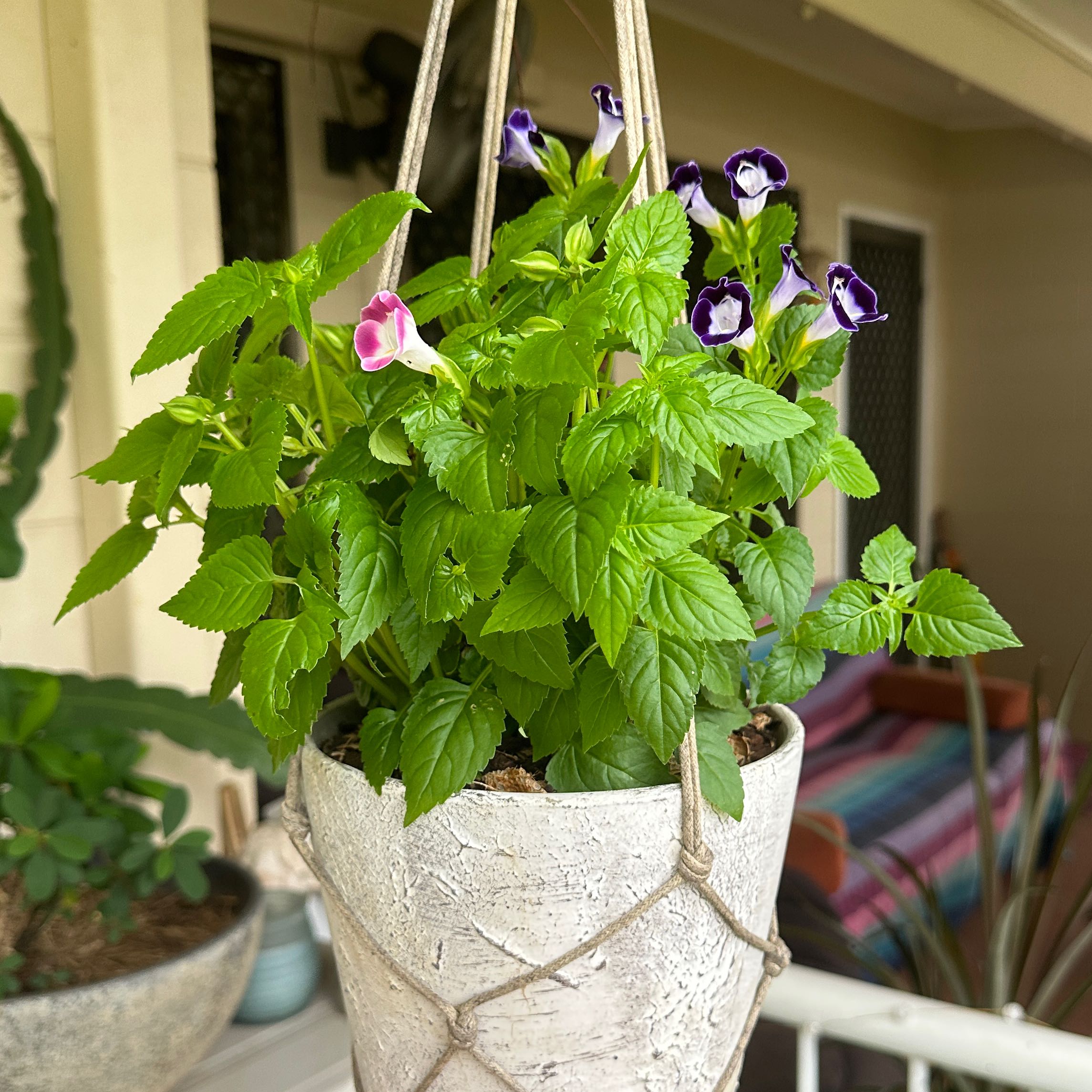 Photo of the plant species Torenia by @SupernalOnion named Maya on Greg, the plant care app