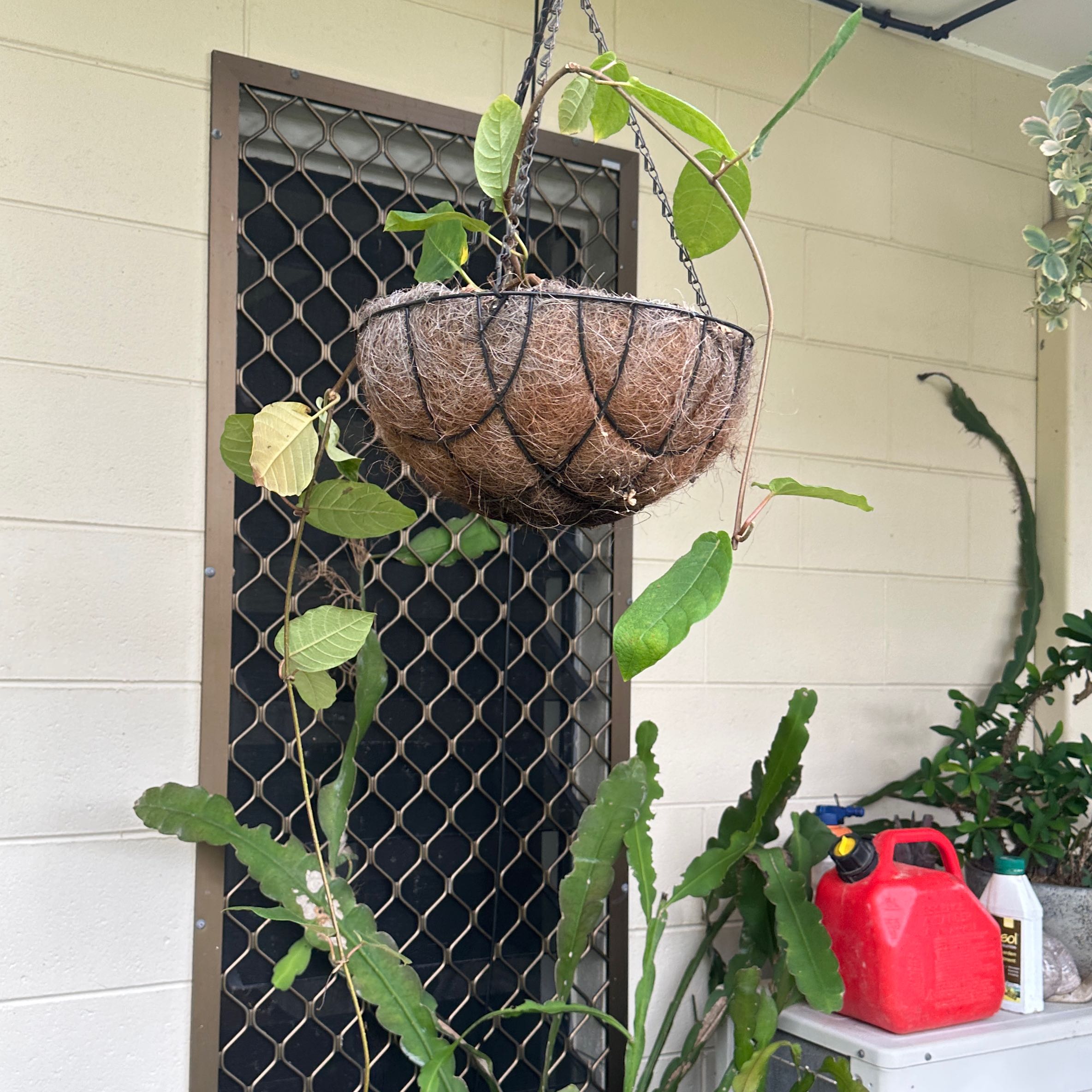 Photo of the plant species Climbing Frangipani by @SupernalOnion named Figyonce on Greg, the plant care app
