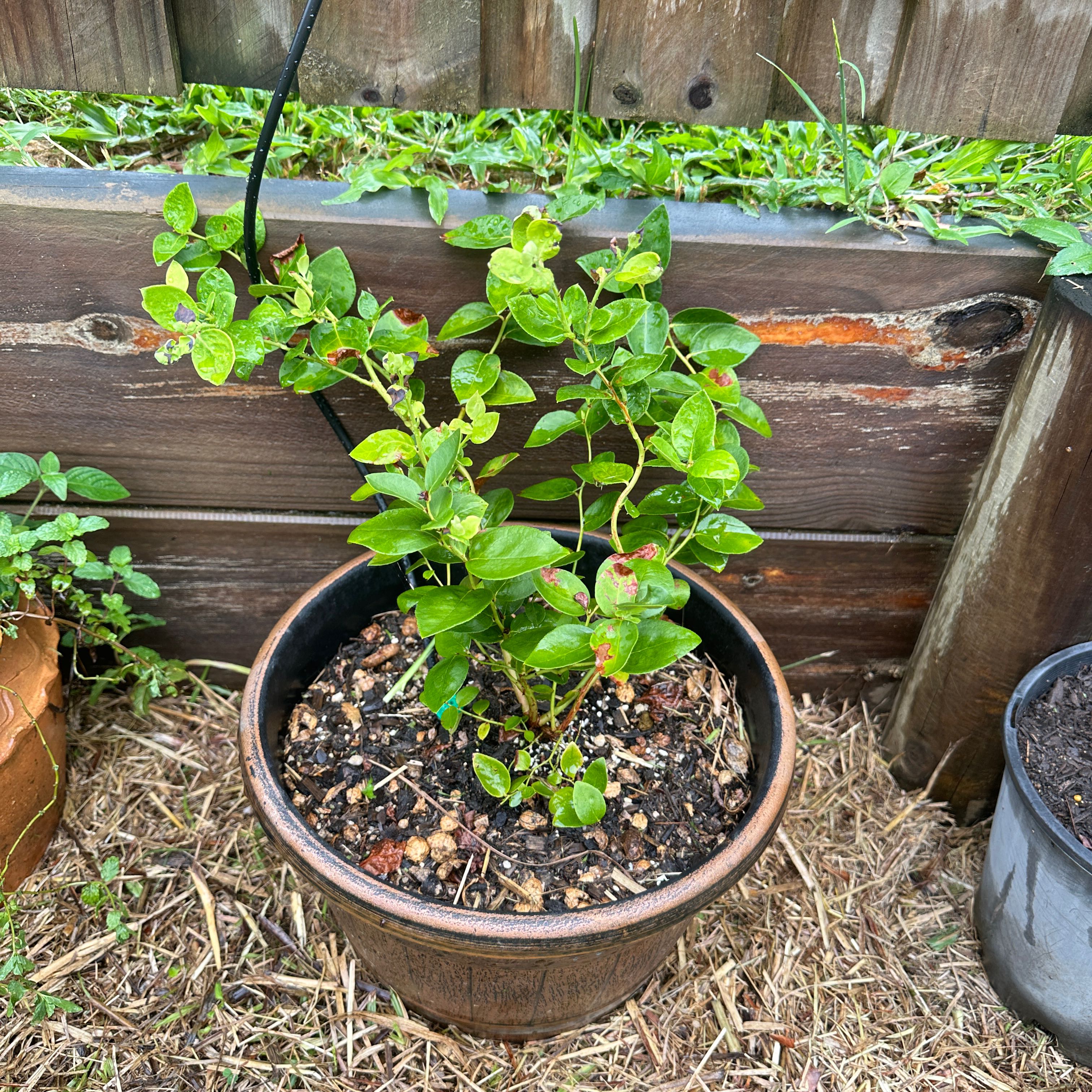 Photo of the plant species Blueberry Goldtraube by @SupernalOnion named Gomez on Greg, the plant care app