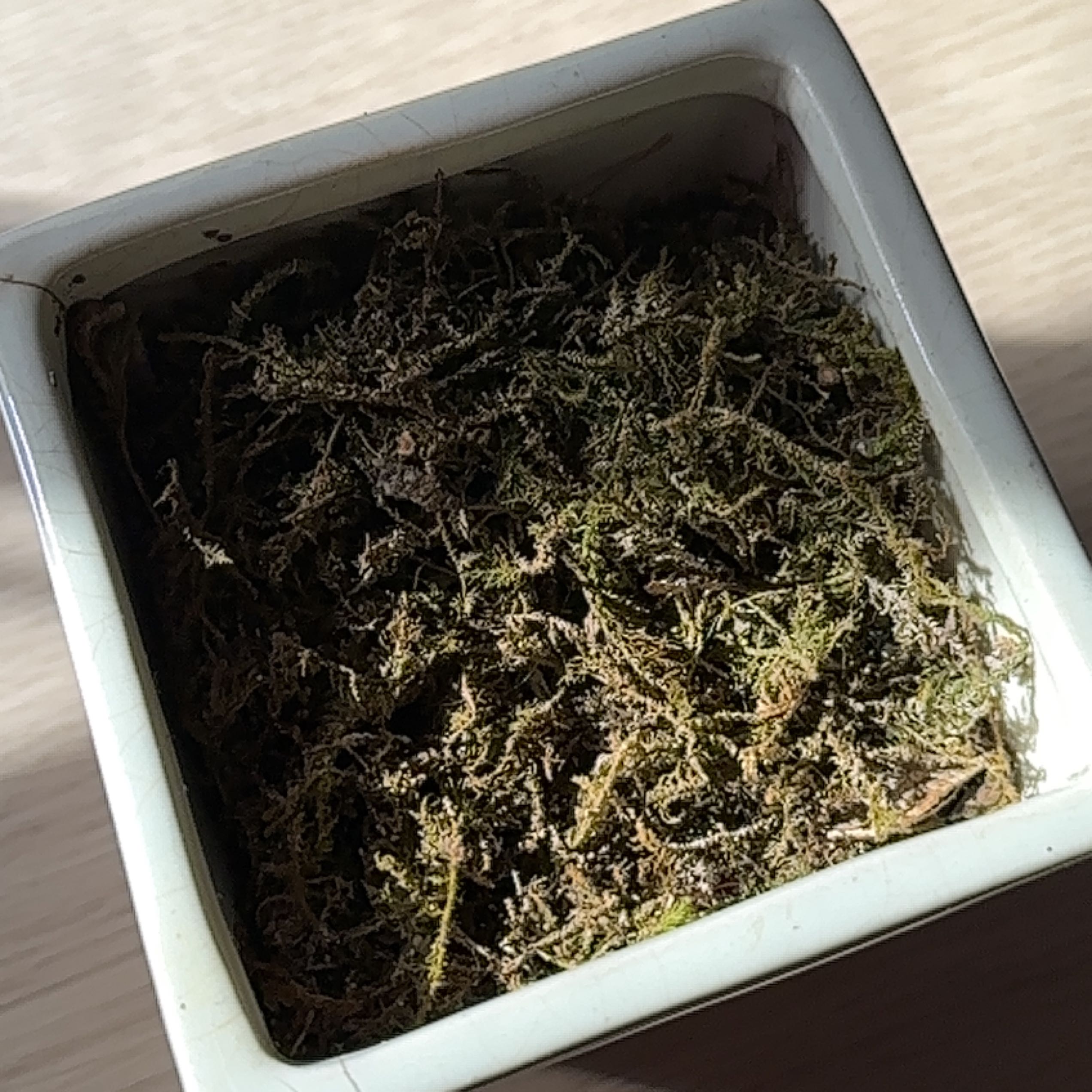 Plant care for Alleniella aegaea on Greg, the plant care app