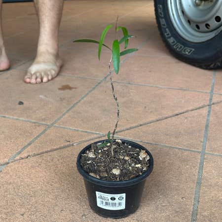 Photo of the plant species Paperbark Teatree by @SupernalOnion named Gobi on Greg, the plant care app