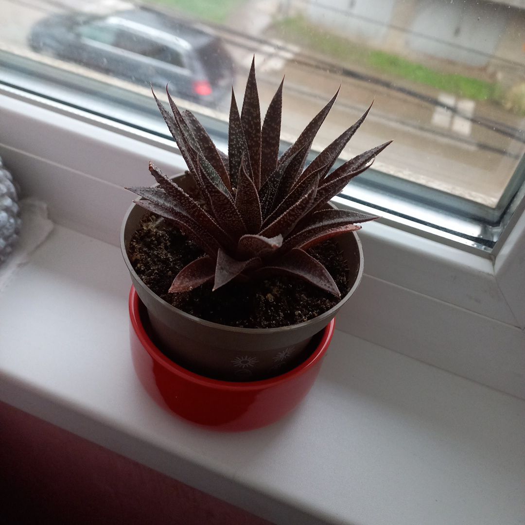 Gasteraloe 'Flow' plant in a pot on a windowsill, healthy and well-framed.