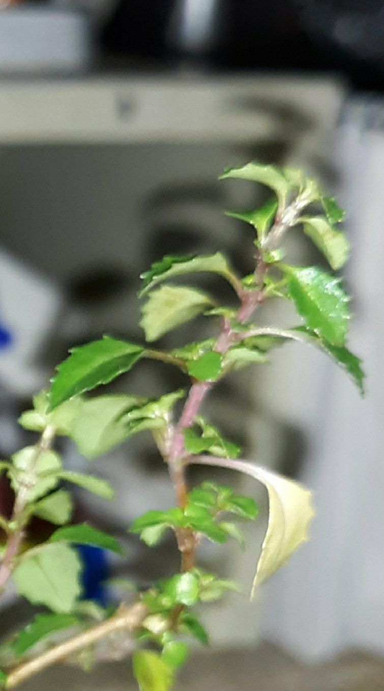 Photo of the plant species Shrubby Fuchsia by @IntrepidTaraire named Fuschy on Greg, the plant care app