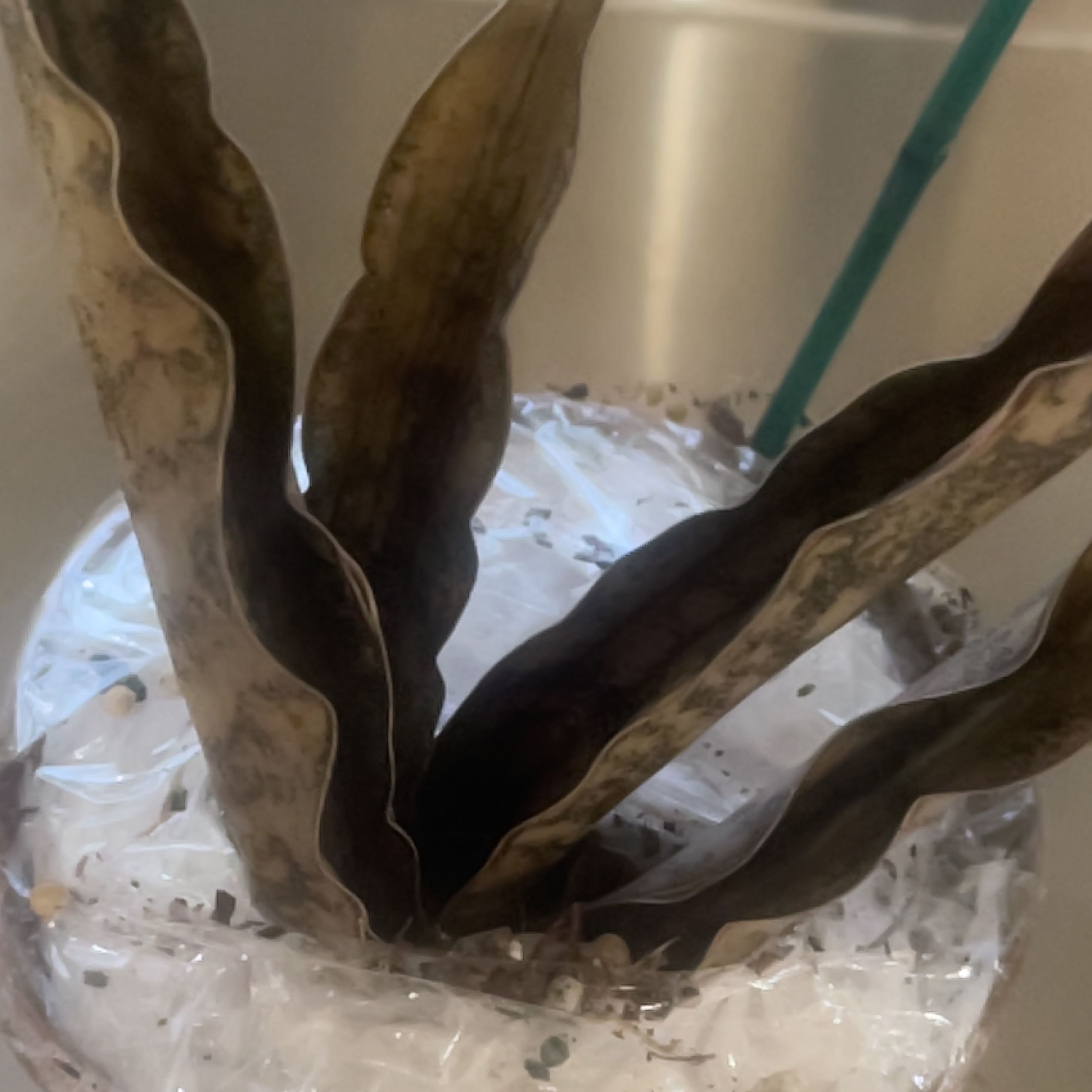 Photo of the plant species Coppertone Snake Plant by @SummeryCoconut named Leonardo on Greg, the plant care app