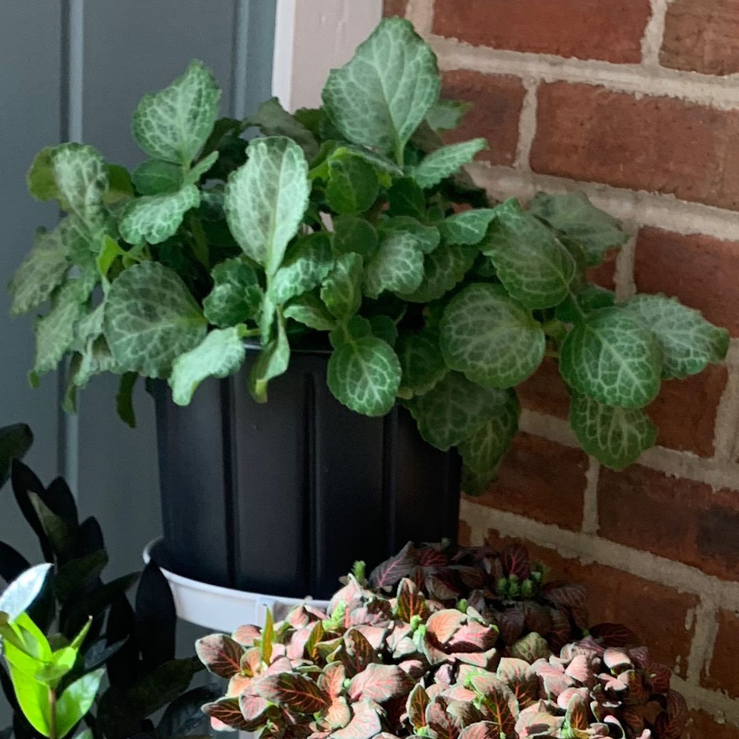 Photo of the plant species Plectranthus 'Emerald Lace' by @LoyalRye named Emerald I (Athena) on Greg, the plant care app