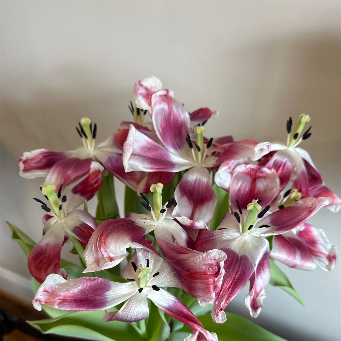 Peruvian-Lily with vibrant pink and white flowers, appearing healthy and well-focused.