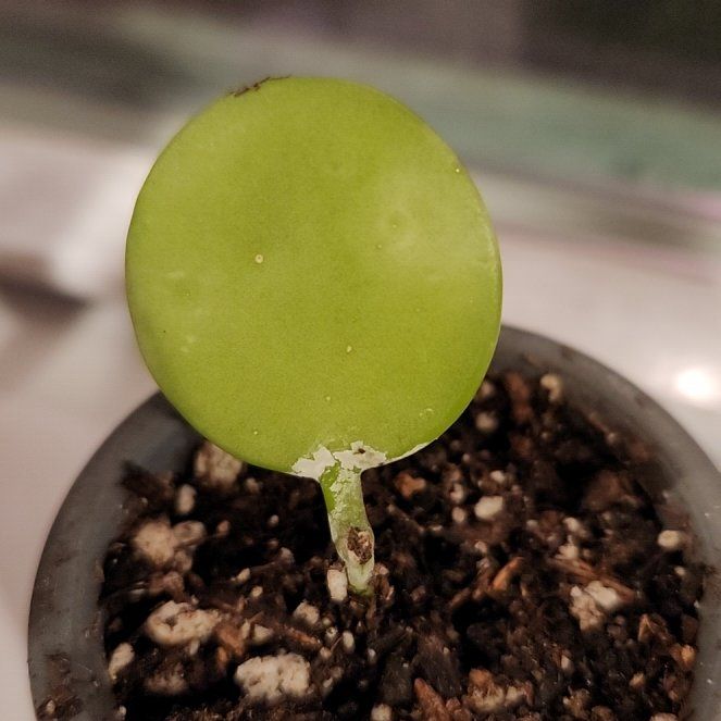 Photo of the plant species Hoya Kastbergii by @ZanyBlinks named Remington on Greg, the plant care app