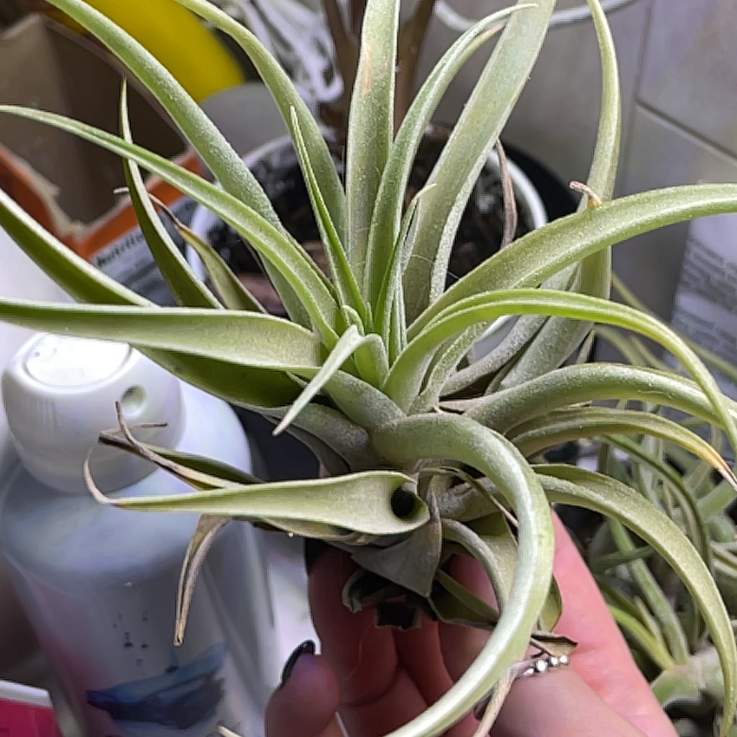 Capitata Air Plant with green elongated leaves, held by a hand.
